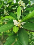 橘子花