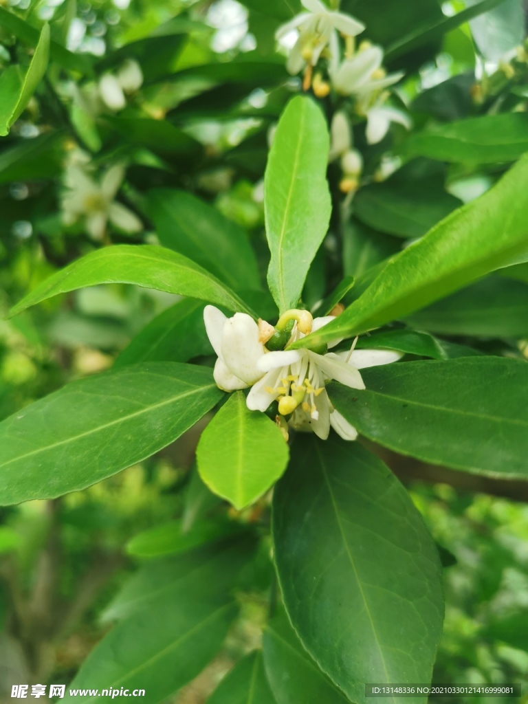 橘子花