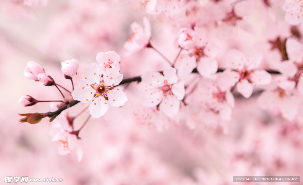 粉红色的樱花