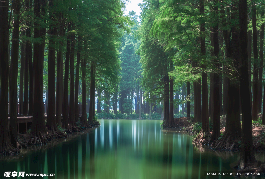 丛林里的河流美景