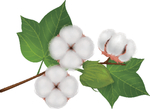 矢量棉花枝