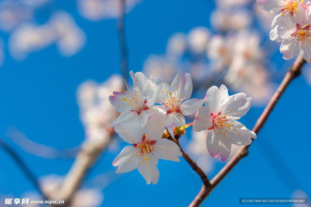 樱花