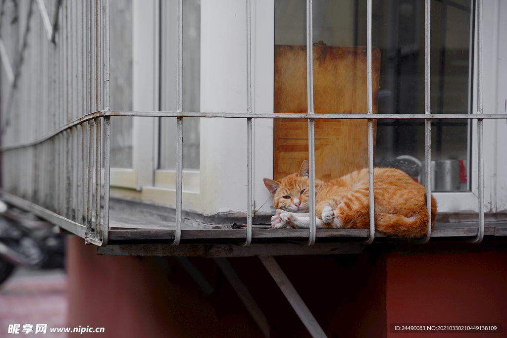 猫