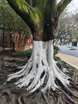 黄角树根