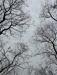 树
