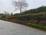 公园绿化带风景