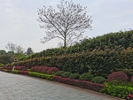 公园绿化带风景