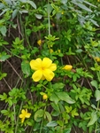 黄花槐