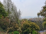 树林