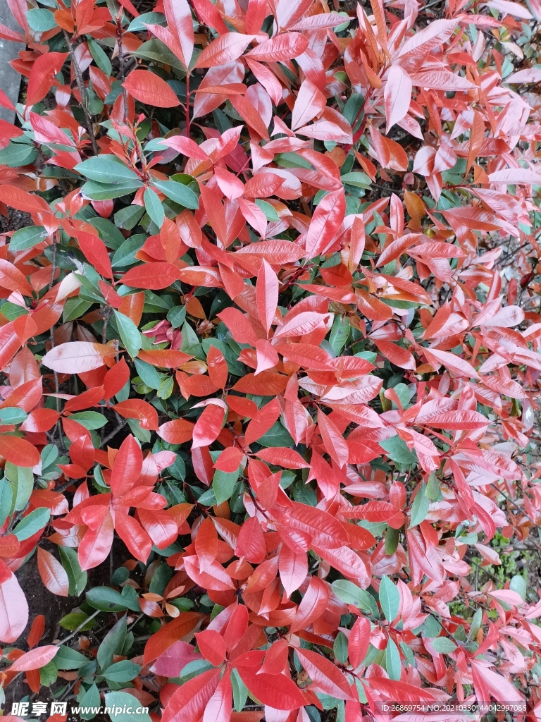 珊瑚树