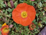 金盏菊
