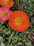 金盏菊