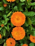 金盏菊