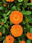 金盏菊