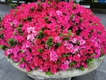 杜鹃花坛