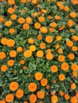 金盏菊