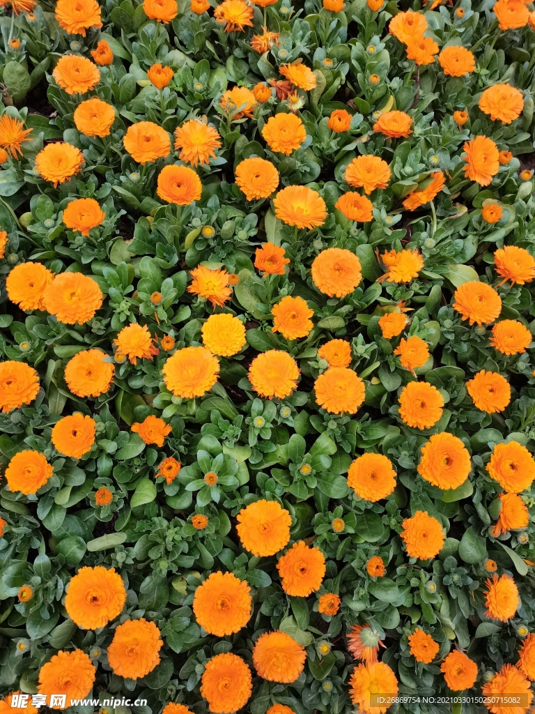 金盏菊