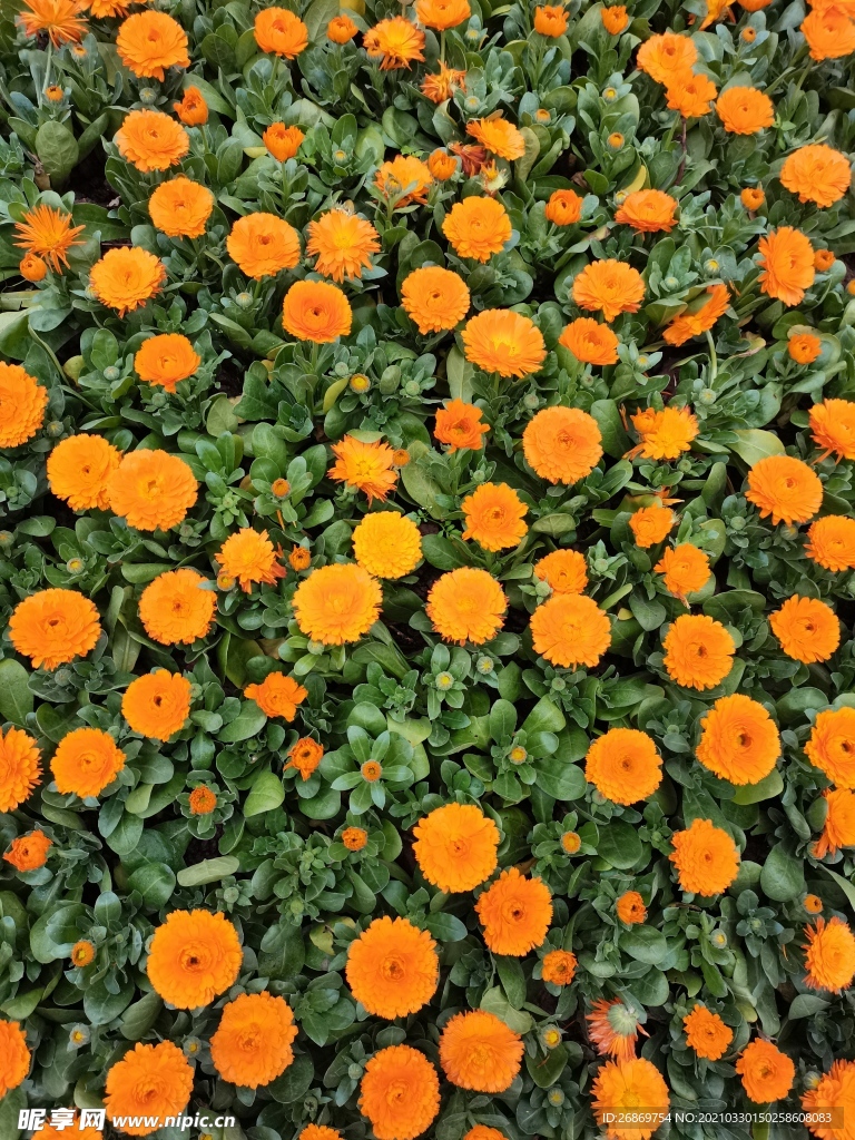 金盏菊