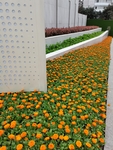 金盏菊