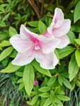 杜鹃花