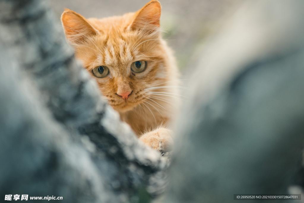 猫