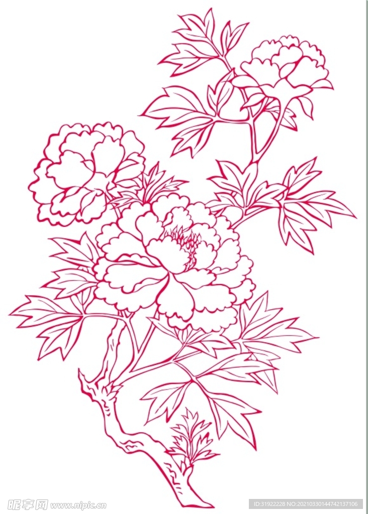 牡丹花