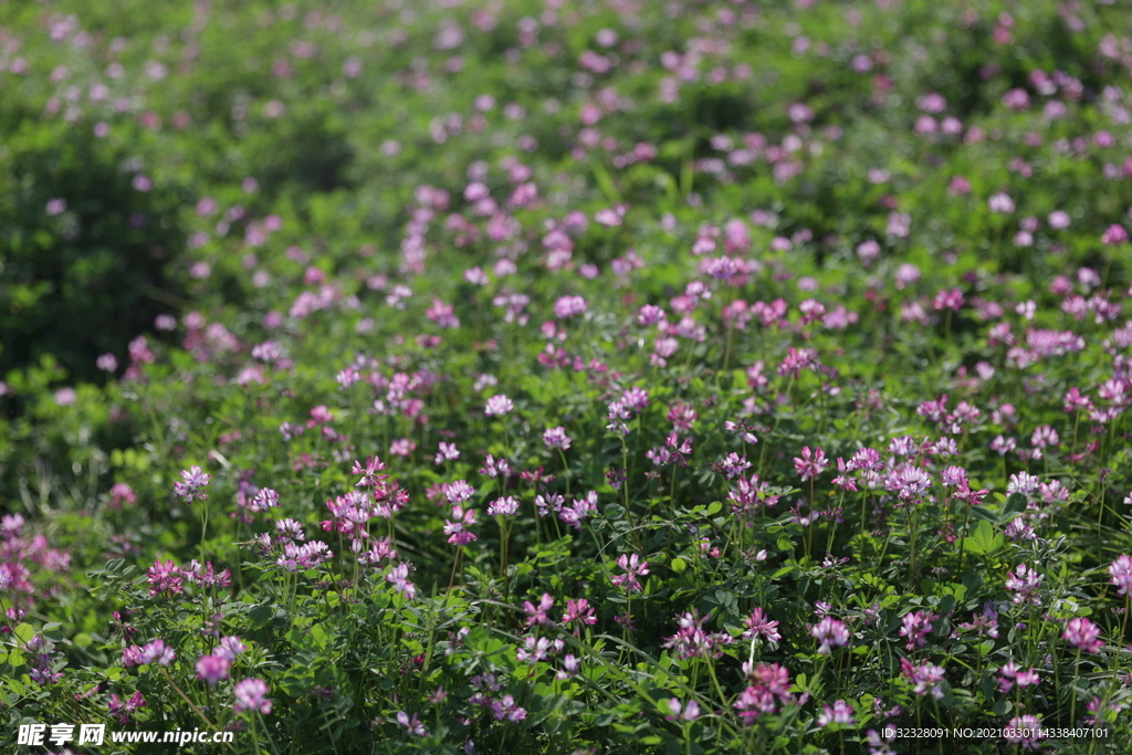 小菊花花丛小花