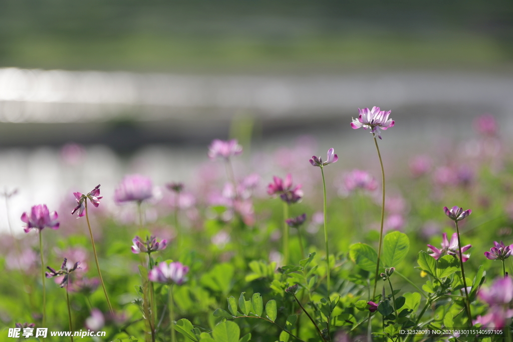 花丛