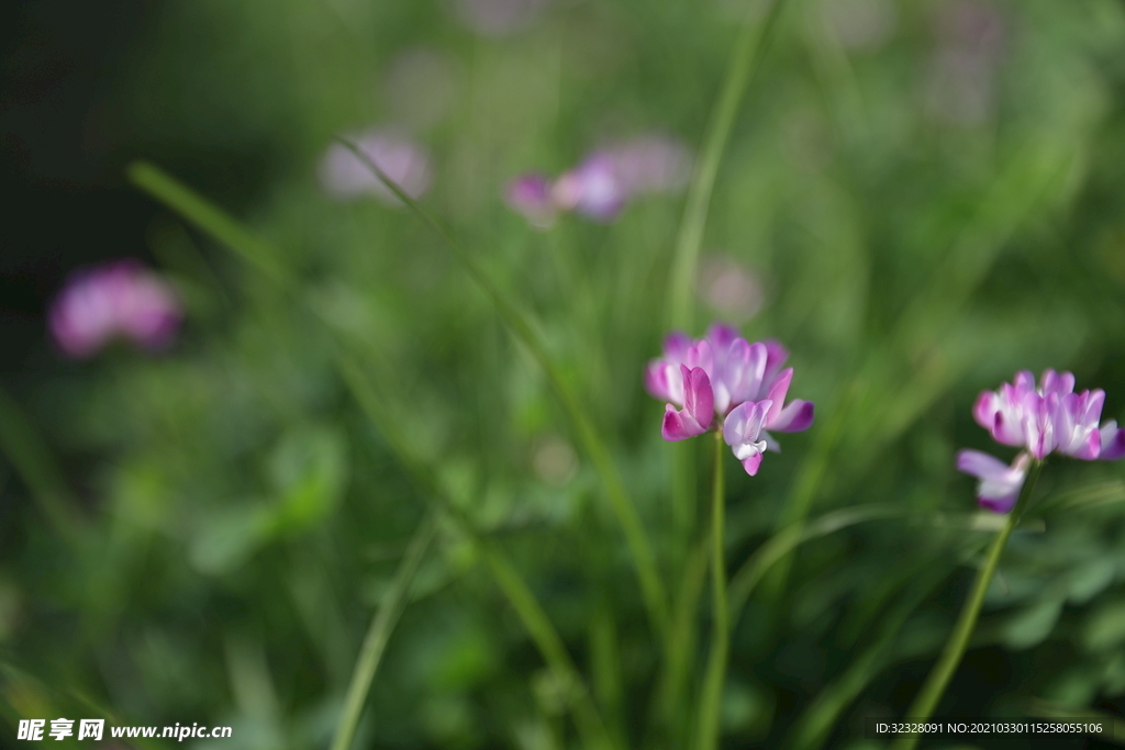 高清小花