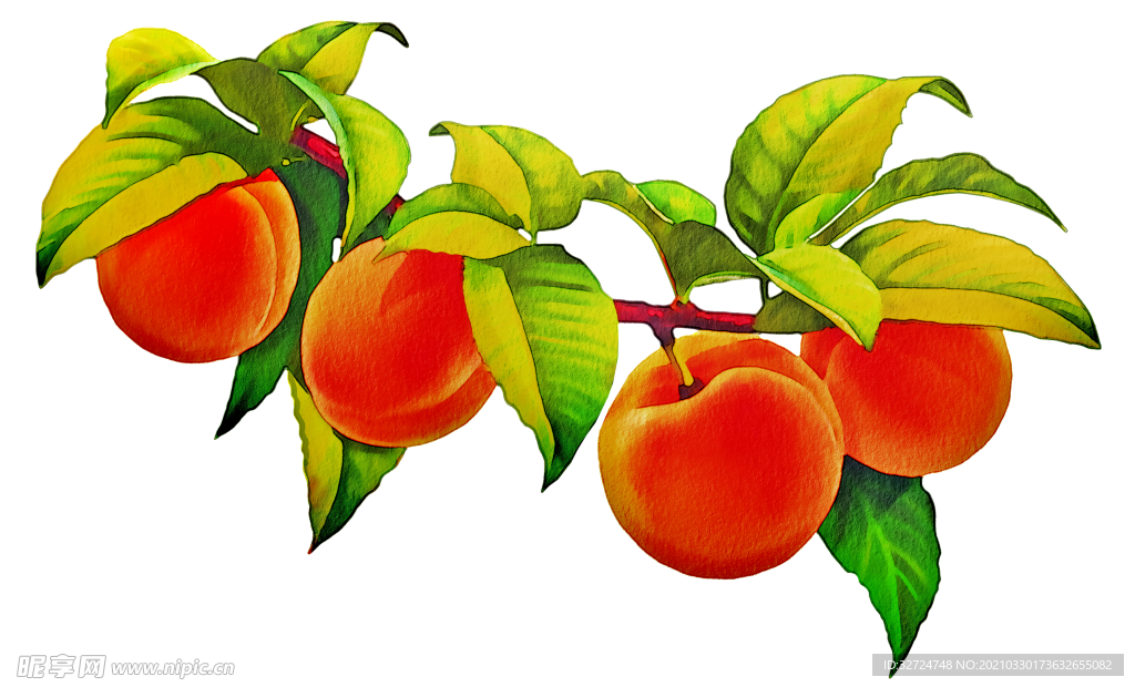 桃子插画