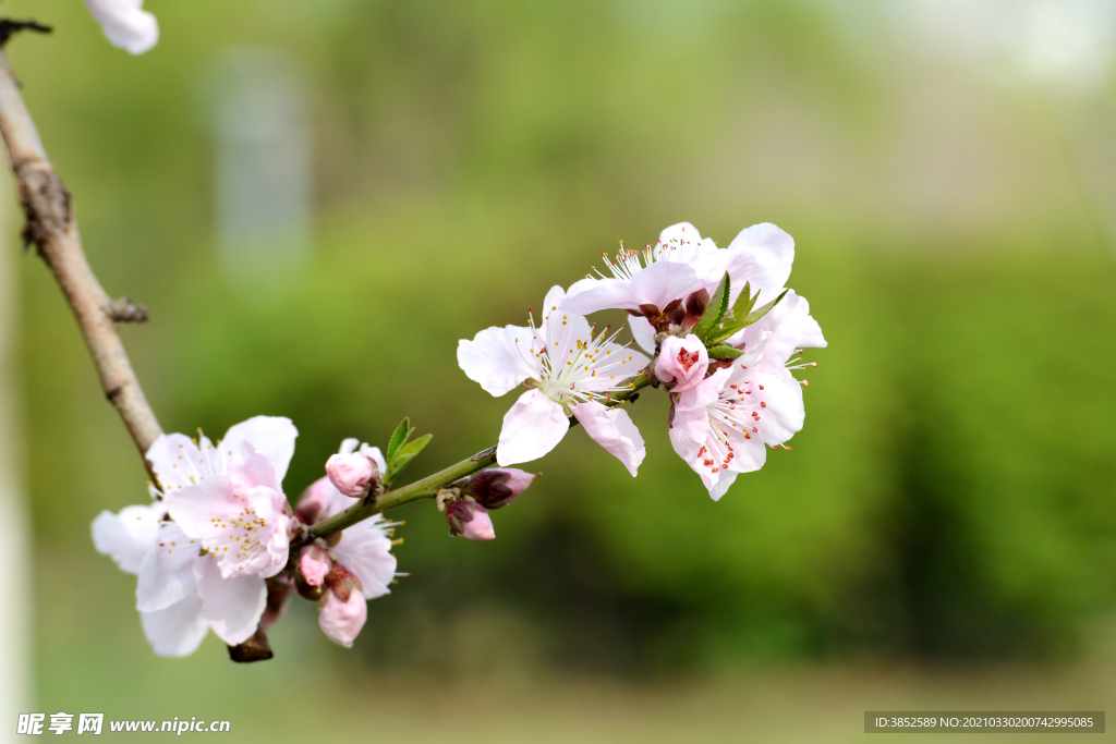 微距拍摄一支桃花