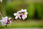 桃花特写  微距桃花 大朵桃花