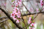 桃花花瓣花朵