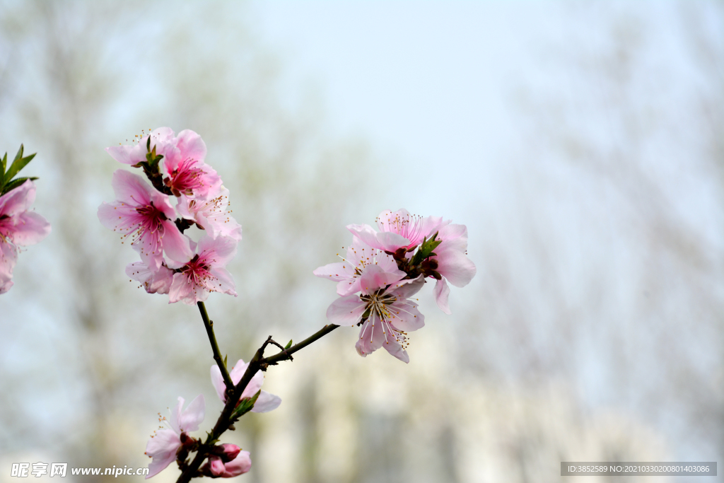 桃花三两枝