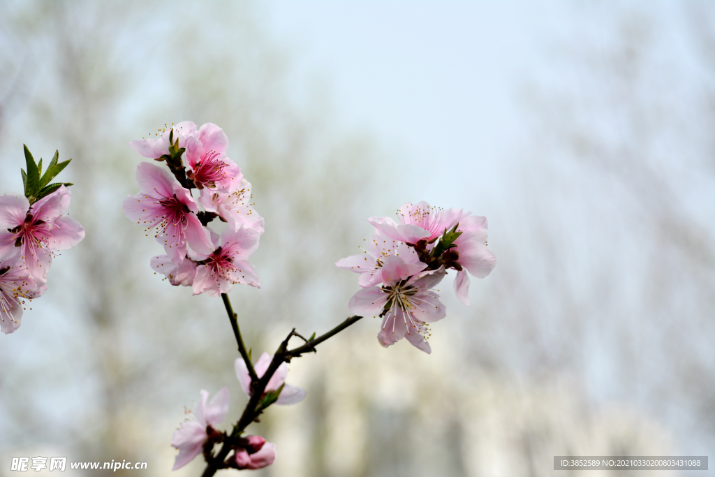 粉色桃花素材