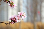 春意桃花