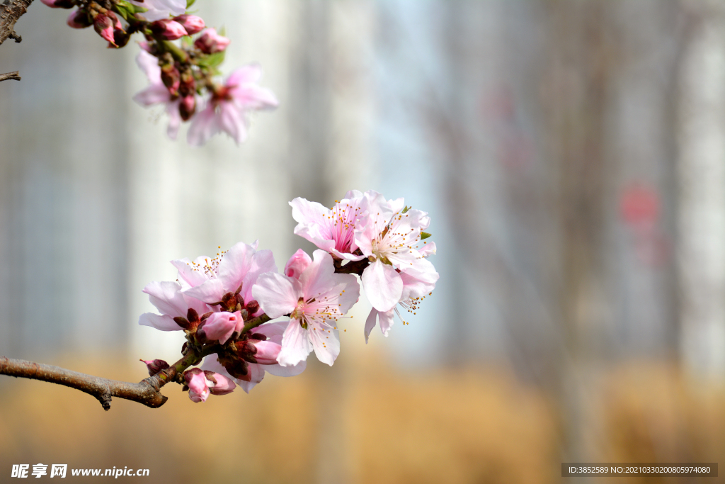 春意桃花