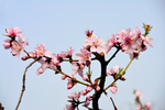 春日桃花摄影