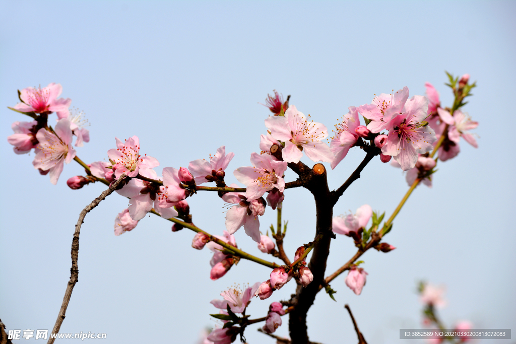 春日桃花摄影