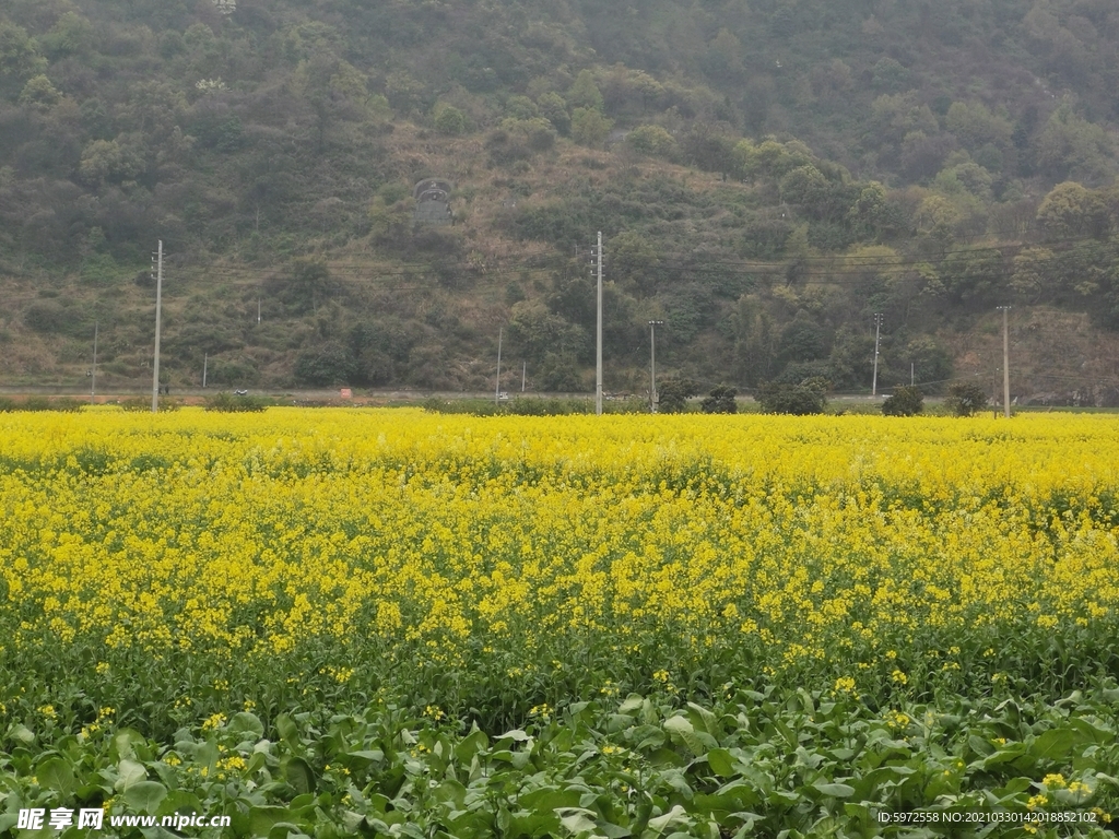 油菜花