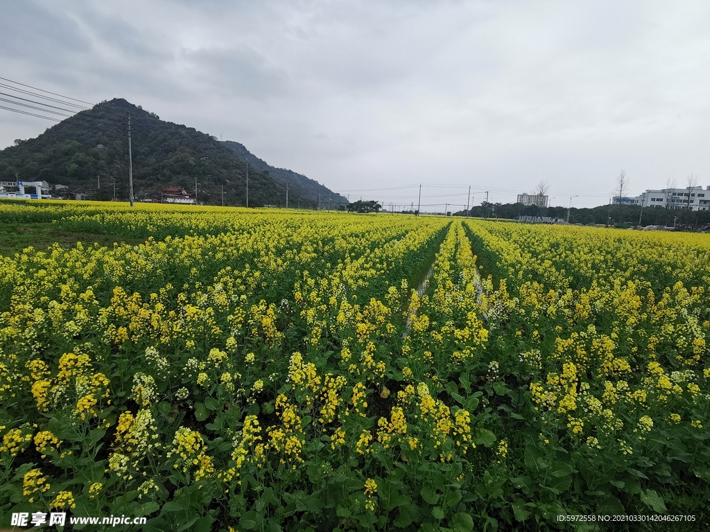油菜花