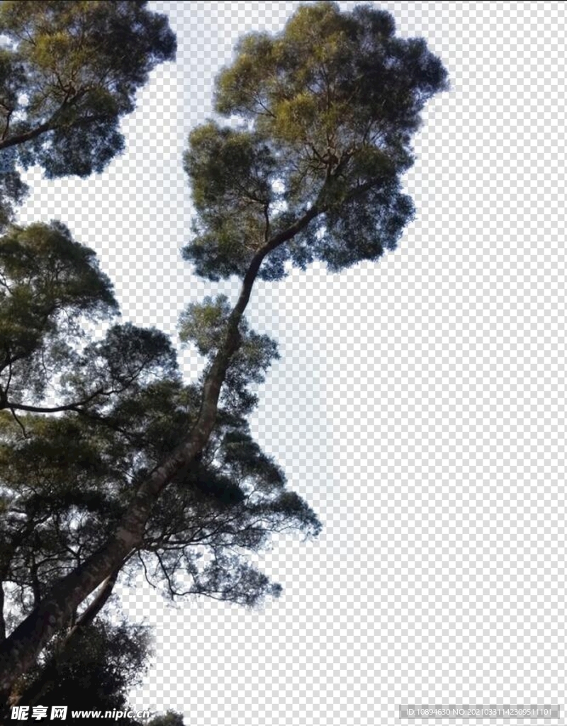 大树