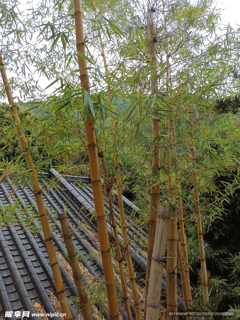古建筑竹子图片