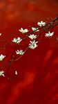 玉兰花