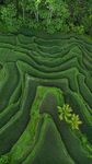 种植园