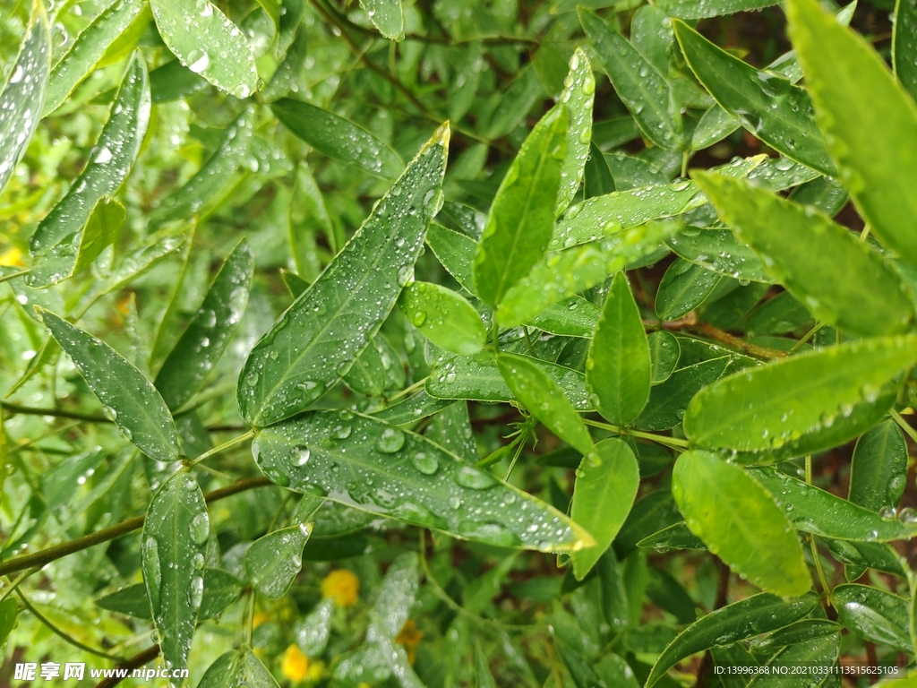 下雨后的叶子