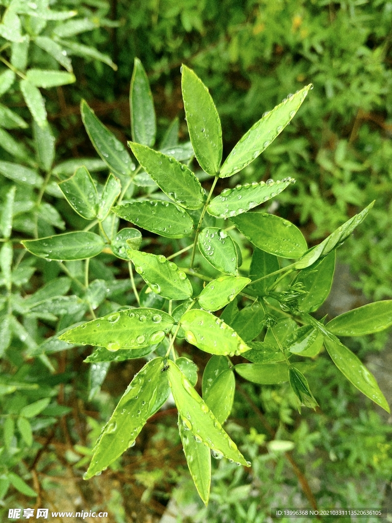 下雨过后的草