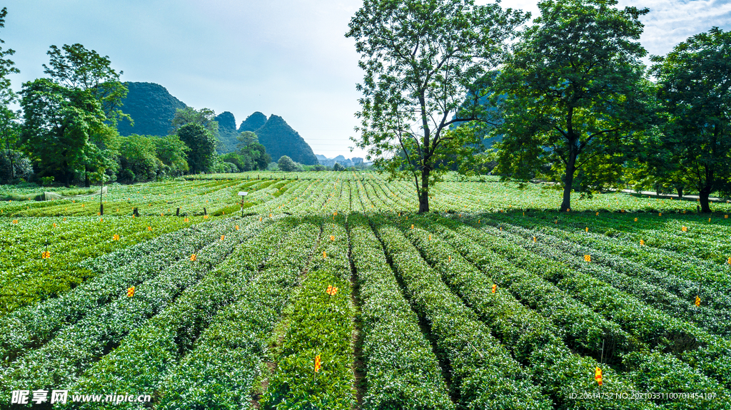 一望无际的茶树