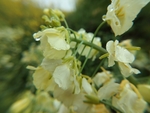 油菜花田