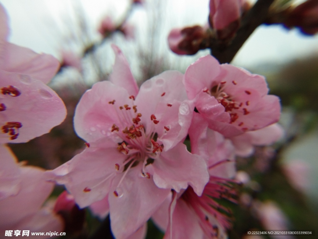 桃花